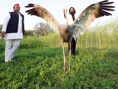 Samajwadi Party (SP) chief Akhilesh Yadav meets with  Mohammed Arif and his friend Sarus crane at a field during his visit to Amethi. 