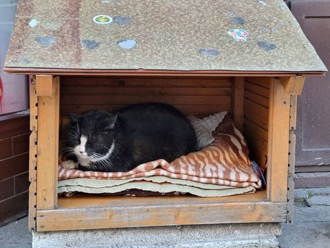 Gacek the cat sits in a small open-fronted wooden box in Szczecin, Poland.