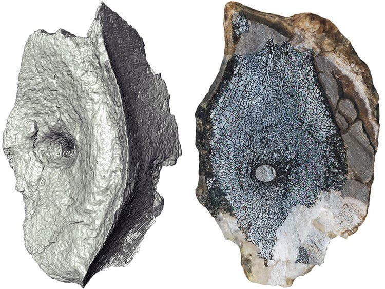 Ichthyosaur