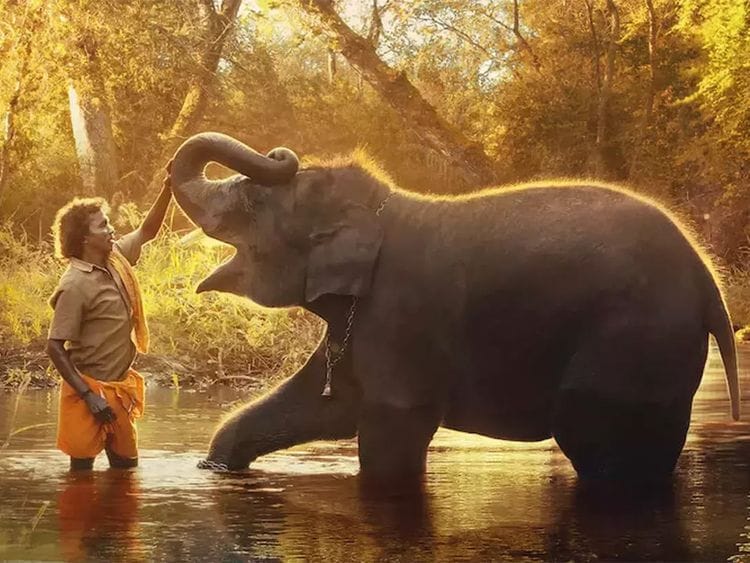 OPN The Elephant Whisperers