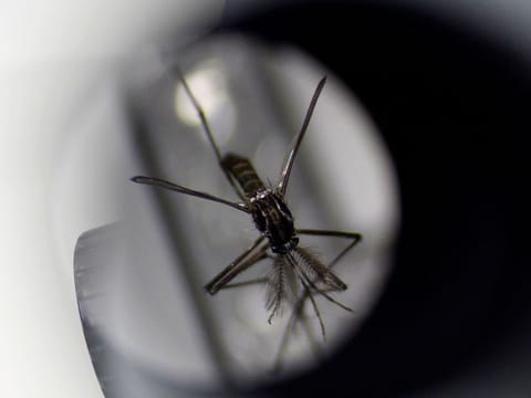 Chikungunya is a viral disease spread by infected mosquitoes and until now the only way to protect against infection was to avoid getting bitten.