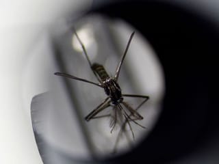 US approves first vaccine against chikungunya virus