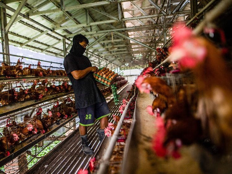 Stock - Poultry
