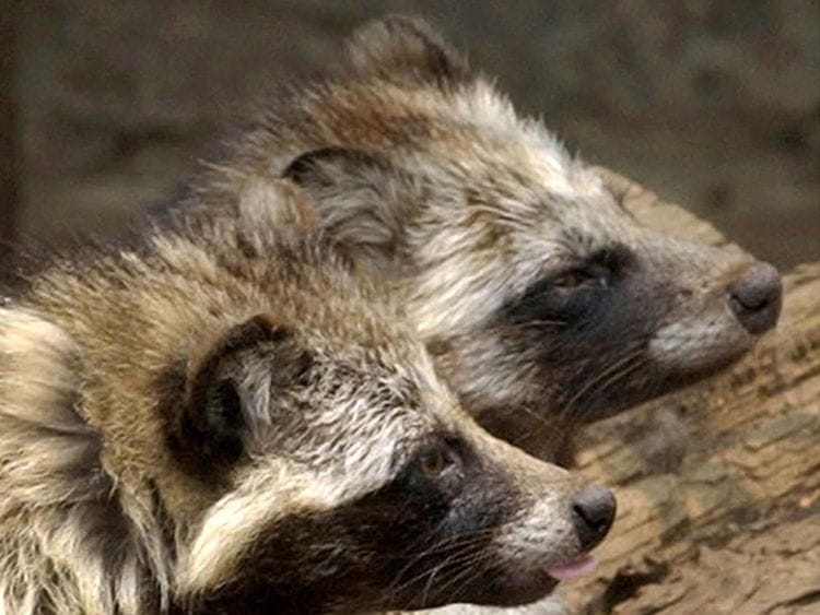 raccoon 