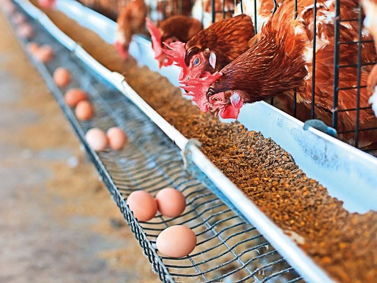 SU_230319_Poultry-Day-Overview-shutterstock_118342585-FOR-WEB