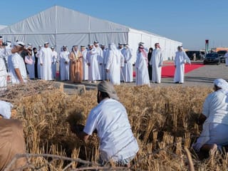 Watch: Sharjah Ruler witnesses Maliha wheat farm harvest