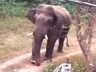 Tribal woman killed in wild elephant attack in Kerala