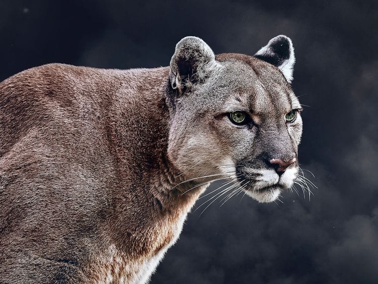 Mountain lion claws man relaxing in hot tub while on vacation in Colorado