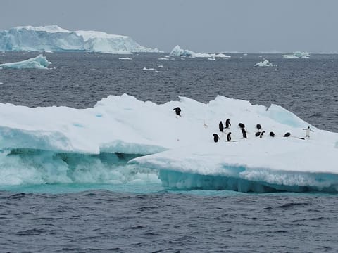 File photo: Penguins are seen on an iceberg on the northern side of the Antarctic peninsula. 