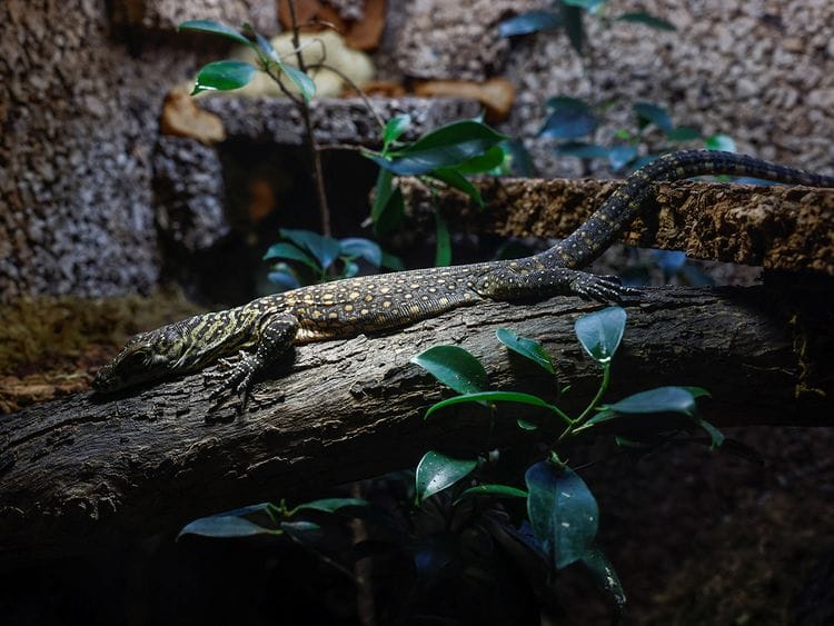 Komodo dragon