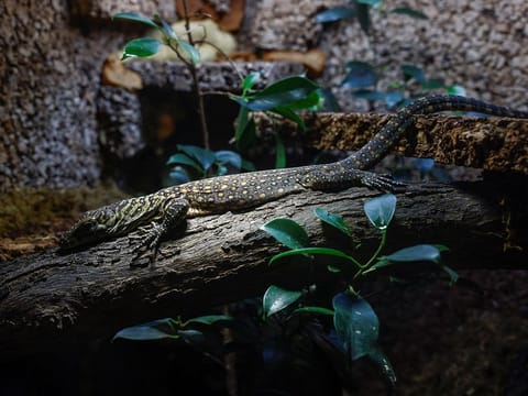 Embum, a one-month-old baby Komodo dragon, one of the five Komodo dragons born at Bioparc Fuengirola, rests in a terrarium in Fuengirola, southern Spain. 