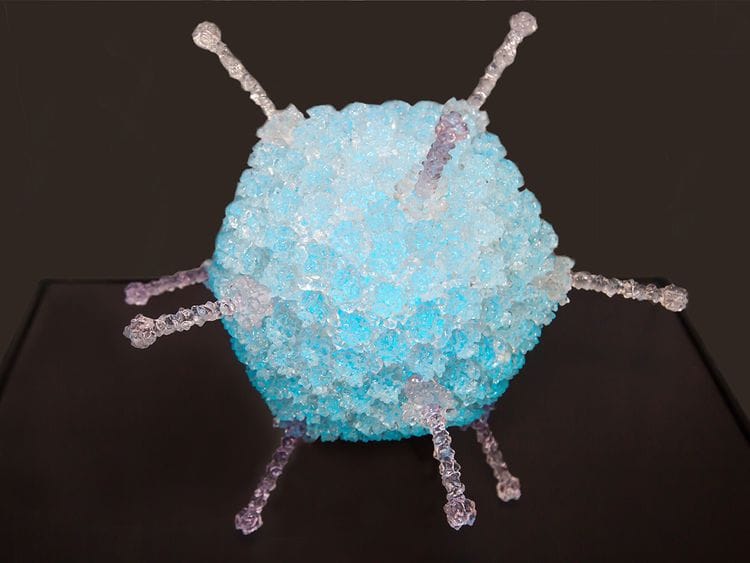 shutterstock_ADENOVIRUS2-1680154807801
