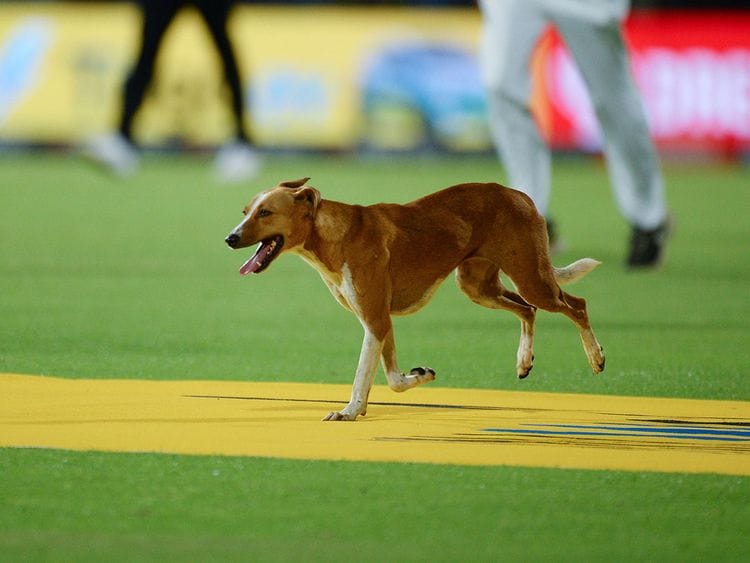 20230304 dog ipl