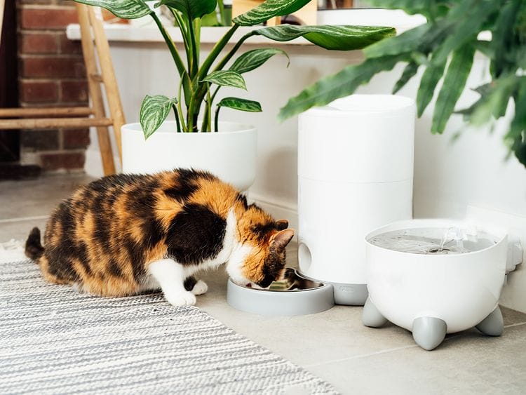 pet feeder