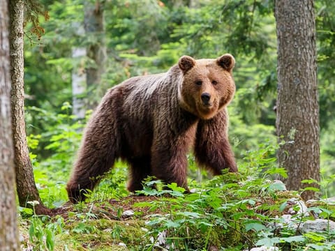 Japan remains one of the few countries where large mammals like brown bears are reclaiming territory. [Illustrative image]