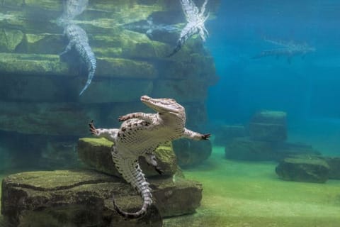 Dubai Crocodile Park, designed to give guests a look into the life of crocodiles, will open its doors to the public on April 18.