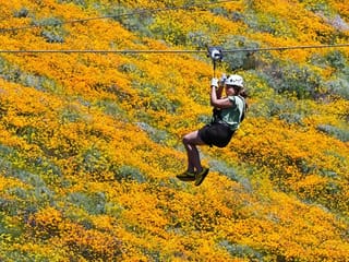 Photos: California bursts into 'super bloom' after wet winter