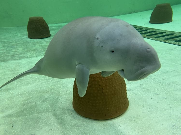 NAT_230412 Dugong Rescue_SZ 1-1681365936521