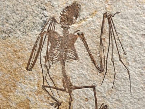 An Eocene skeleton from Wyoming of the newly identified bat species Icaronycteris gunnelli is seen in this undated handout photograph obtained by Reuters on April 13, 2023. The specimen is in the research collections of the American Museum of Natural History in New York.  