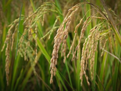 Only private traders are allowed to import rice subject to a tariff under a law passed in 2019, which removed the import licensing function of the National Food Authority.