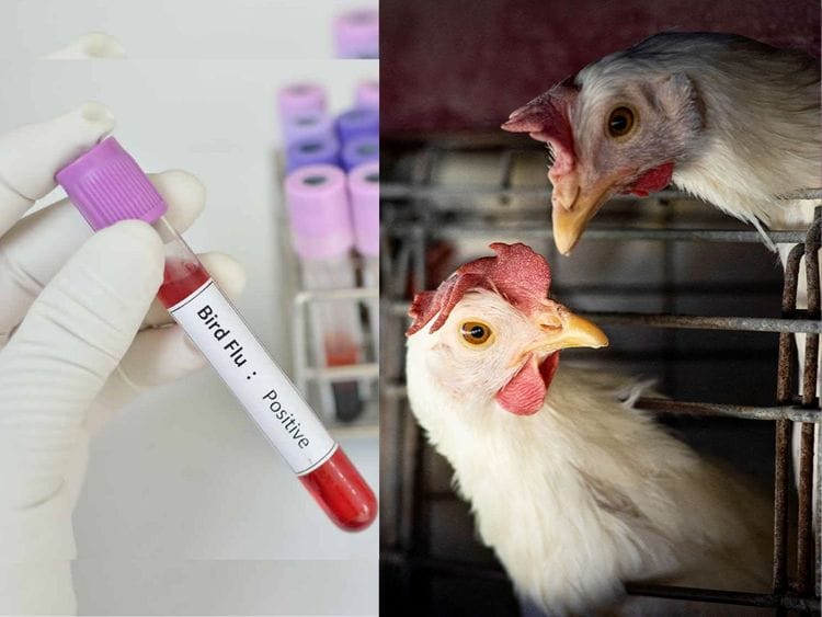 Earlier this April 2023, the World Health Organisation (WHO) reported the world's human death from H3N8 bird flu infection. Photo for illustrative purposes only.