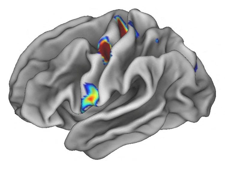 2023-04-19T165720Z_1627554187_RC2OH0AY4S8I_RTRMADP_3_SCIENCE-BRAIN-(Read-Only)