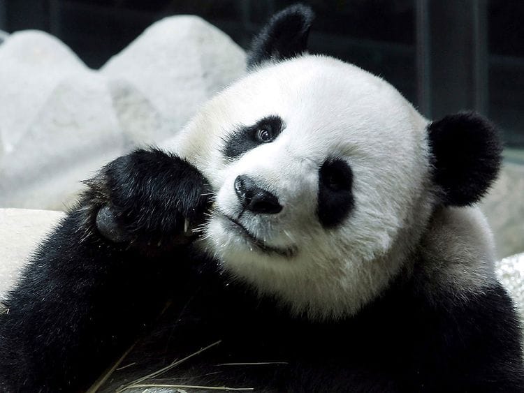 Thailand_China_Panda_34098--ead35-(Read-Only)