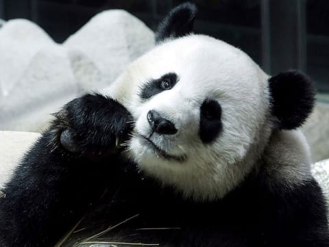 Lin Hui, a female Panda on a 10-year loan from China is seen eating bamboo at the Chiang Mai Zoo in Chiang Mai province, northern Thailand.