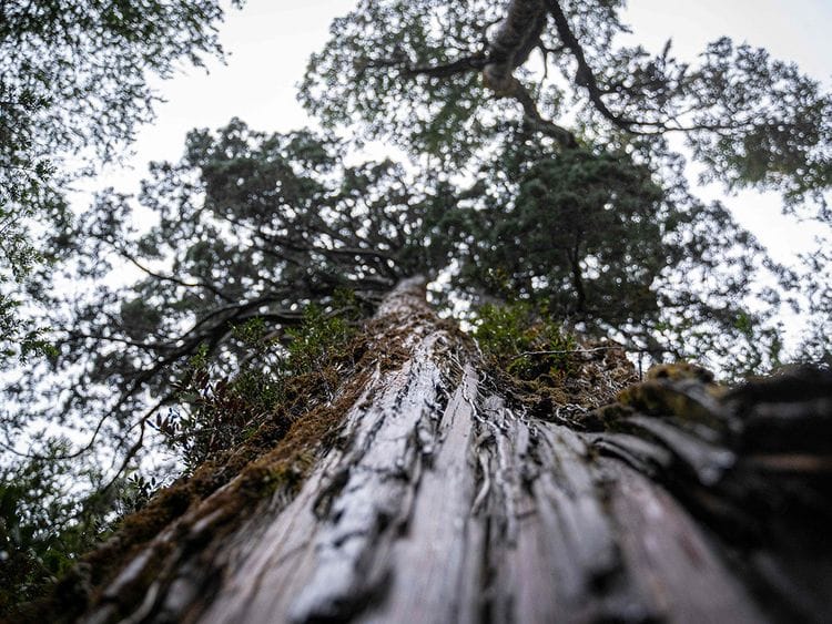 20230426 tree