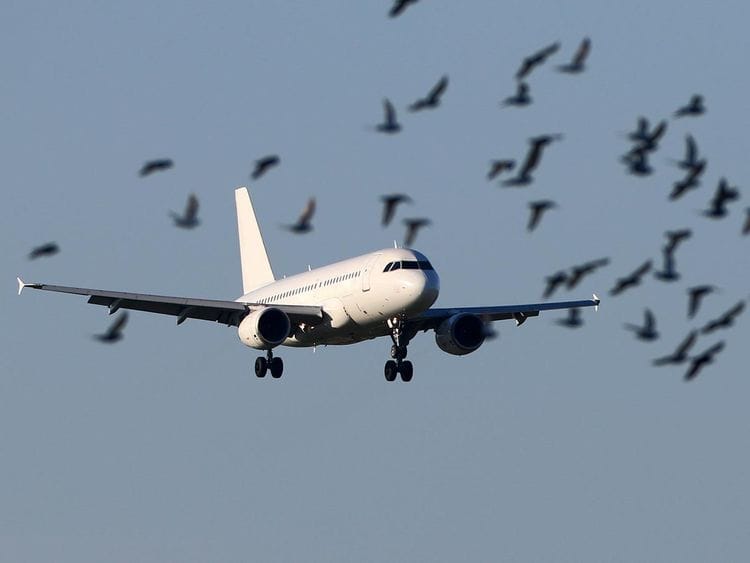 How dangerous are bird strikes to planes
