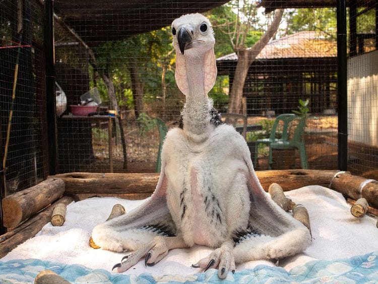 vulture 