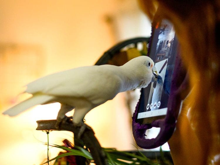 Researcher Jennifer Cunha's 11-year-old parrot, Ellie