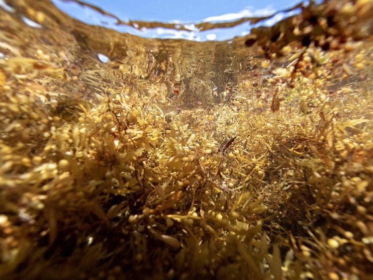 20230502 sargassum