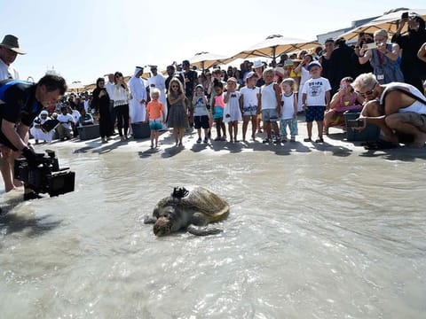  The DTRP has safely returned over 2,100 turtles to the Arabian Gulf, with annual rescue figures averaging over 100.