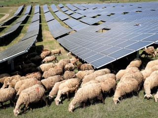 Photos: Kosovo solar farm goes even greener, using sheep to mow the grass 