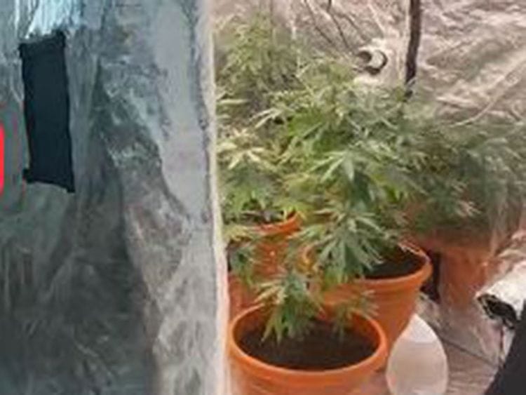 drug-plants-1684170077859