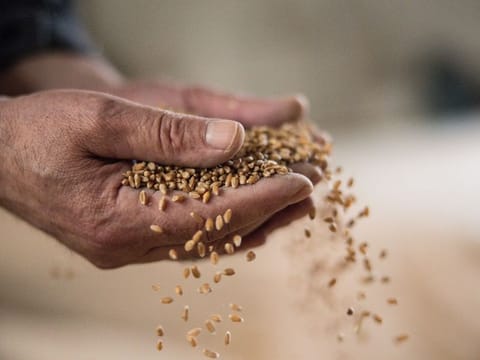 A worker handles wheat grain in a storage granary at Aranka Malom kft mill in Bicske, Hungary on Tuesday, May 16, 2023.  