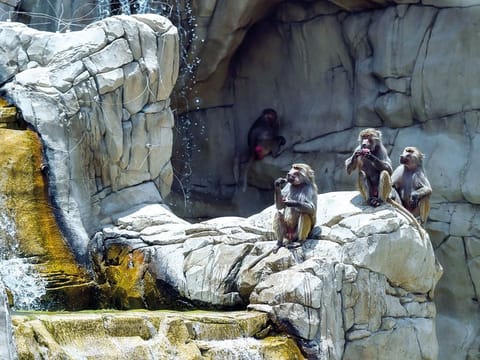  Dubai Safari Park is home to over 3,000 animals.