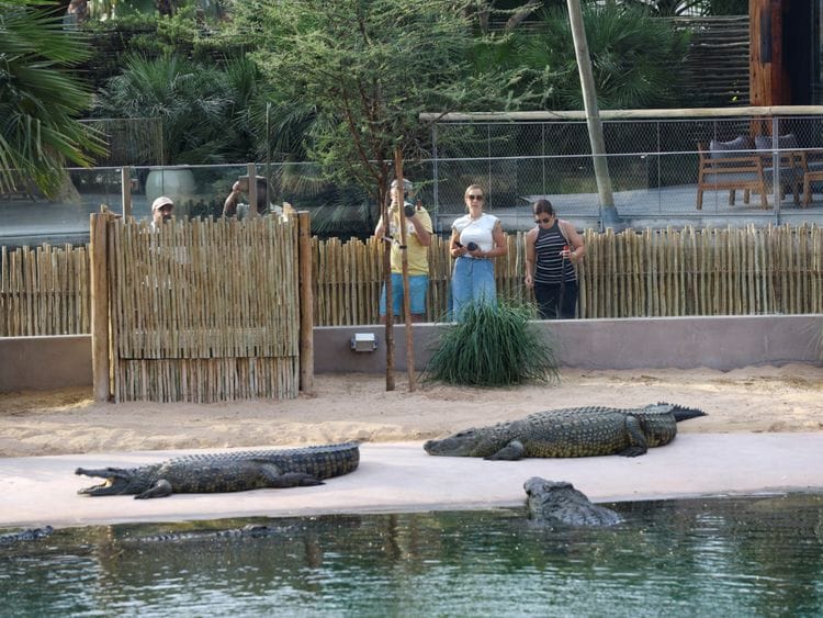 Copy of 2023-05-26T110252Z_1892863234_RC2P51AR4S7T_RTRMADP_3_EMIRATES-PARK-CROCODILE-1685183105885