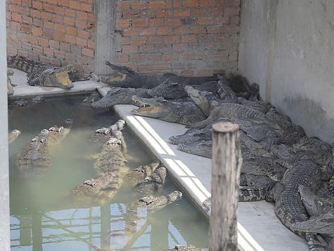 Crocodiles rest at a reptile farm in Siem Reap, after a 72-year-old man was killed by the reptiles in the enclosure. 