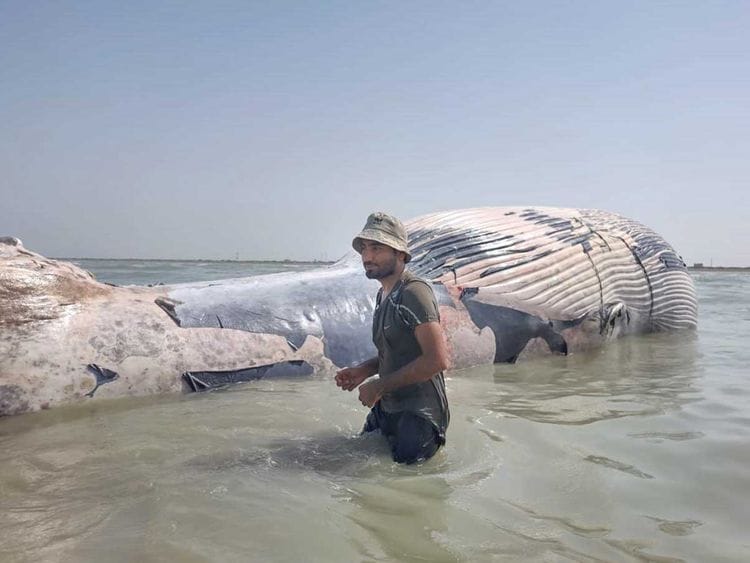 Blue whale pakistan