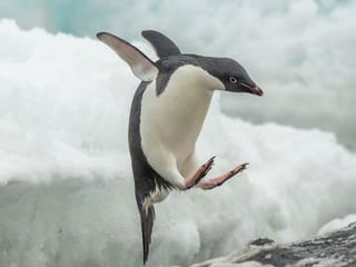Want to be heard without hurting someone? Master the Penguin rule and navigate 'icebergs' in conversations