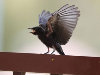 Watch: Rare Asian migrant bird makes family in Dubai