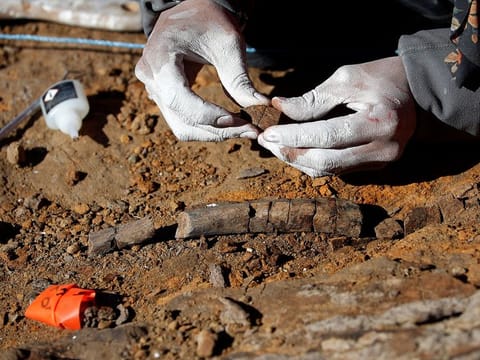 A paleontologist checks fossilized bones of the 'Gonkoken nanoi', a newly identified duck-billed dinosaur, that inhabited the Chilean Patagonian area, at El valle del rio de las Chinas, near Torres del Paine, Magallanes and Antarctic region. 