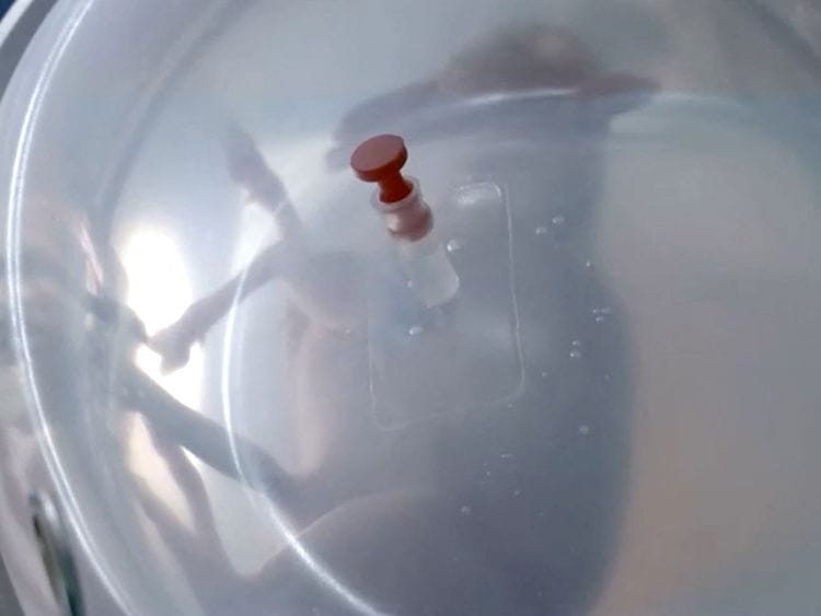 A premature lamb fetus 