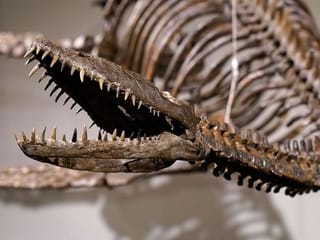 Photos: Dinosaur bones evoking Loch Ness monster to be auctioned