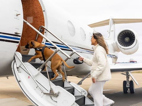  K9 Jets, which began services in May this year, has already chartered 150 pets and their July-August summer charters are sold out. By the end of the year, the company aims to charter 700 pets.