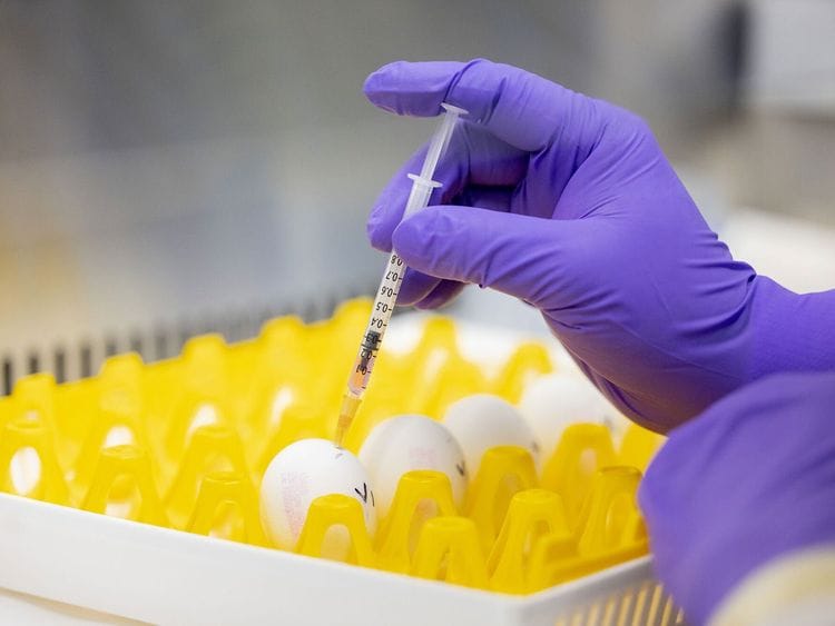 bird flu stock