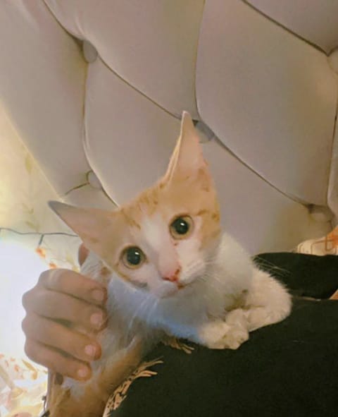 The cat was handed to a person who expressed interest in caring for it.