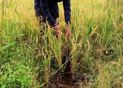 A farmer shows rice plants that he says were damaged by excessive rains in his field at Kadadhe village in the western state of Maharashtra.